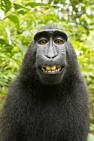 Cool Monkey 1