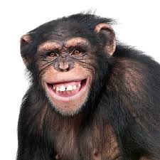 Cool Monkey 2