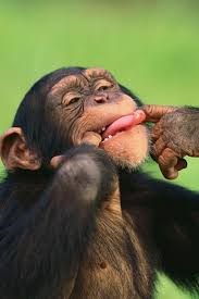 Cool Monkey 3